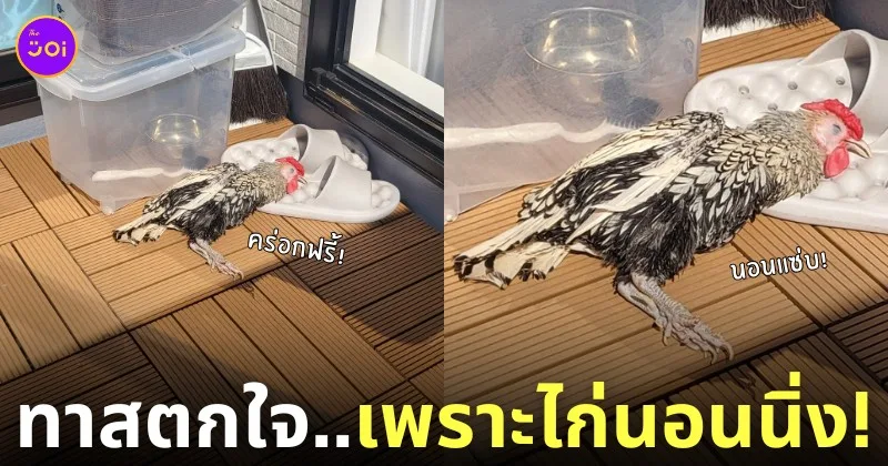 ไก่นอนตากแดดเหมือนป่วย