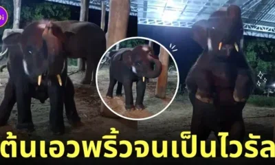 คลิป ช้าง น้องเพชรพันล้าน เต้น Tiktok