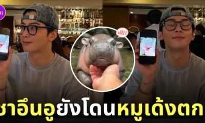 ชาอึนอูโพสต์รูปหมูเด้ง