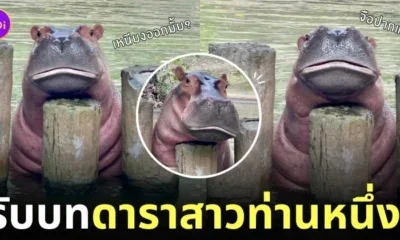 ขาหมู โพสท่าจือปาก ฮิปโป สวนสัตว์เปิดเขาเขียว