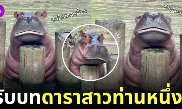 ขาหมู โพสท่าจือปาก ฮิปโป สวนสัตว์เปิดเขาเขียว