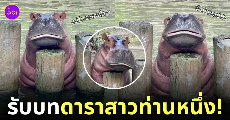 ขาหมู โพสท่าจือปาก ฮิปโป สวนสัตว์เปิดเขาเขียว