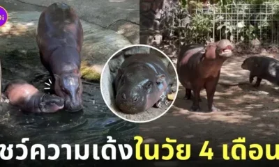 น้องหมูเด้ง วัยครบ 4 เดือน