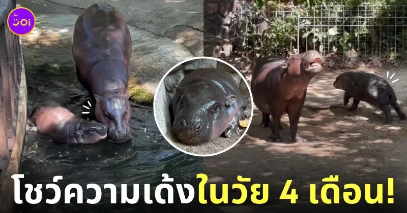 น้องหมูเด้ง วัยครบ 4 เดือน