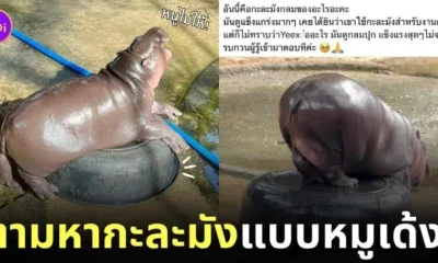 กะละมัง หมูเด้ง เหยียบแล้วไม่แตก