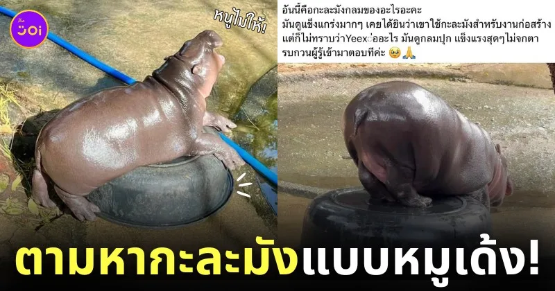 กะละมัง หมูเด้ง เหยียบแล้วไม่แตก