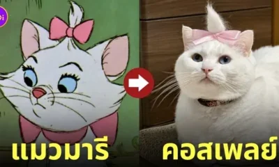 เหมียวญี่ปุ่น คอสเพลย์ แมวมารี Marie ดิสนีย์