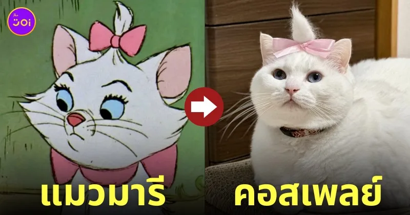 เหมียวญี่ปุ่น คอสเพลย์ แมวมารี Marie ดิสนีย์