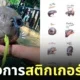 สติกเกอร์ไลน์ หมูเด้ง Official