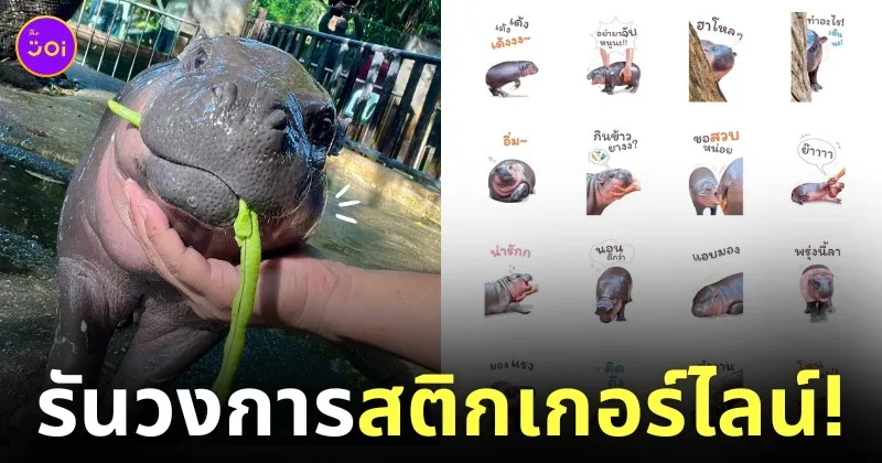 สติกเกอร์ไลน์ หมูเด้ง Official