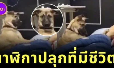 เจ้าของสาวแชร์คลิปวิธีการที่น้องหมาปลุกให้พาไปเดินเล่นตอนตี 4 ถ้าไม่ตื่นได้แอดมิทโรงพยาบาลแน่!