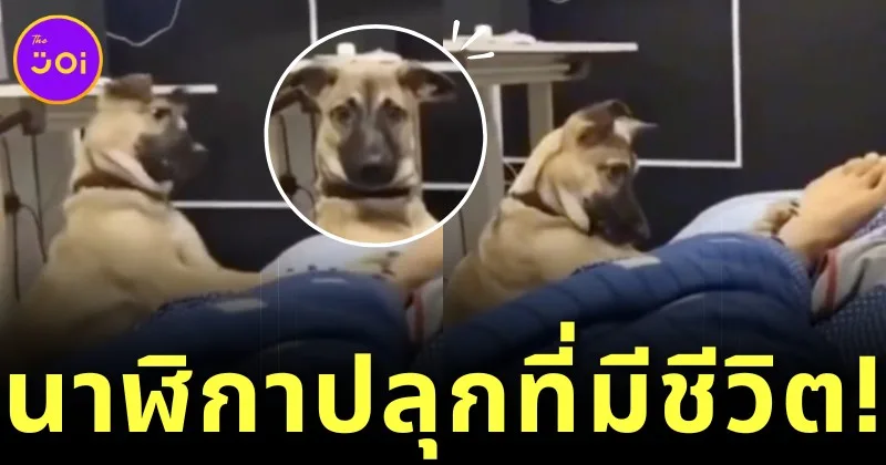 เจ้าของสาวแชร์คลิปวิธีการที่น้องหมาปลุกให้พาไปเดินเล่นตอนตี 4 ถ้าไม่ตื่นได้แอดมิทโรงพยาบาลแน่!