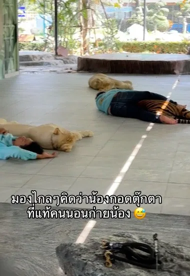 เสือก็แค่แมวยักษ์! นักท่องเที่ยวเห็นพี่เลี้ยงนอนกอดเสือ ตอนแรกนึกว่าตุ๊กตา ดูดี ๆ สรุปเป็นของจริง!