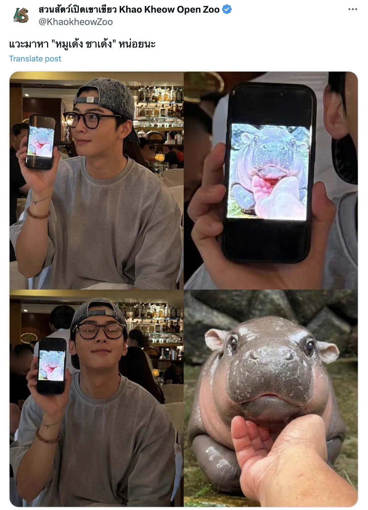 ชาอึนอูโพสต์รูปหมูเด้ง