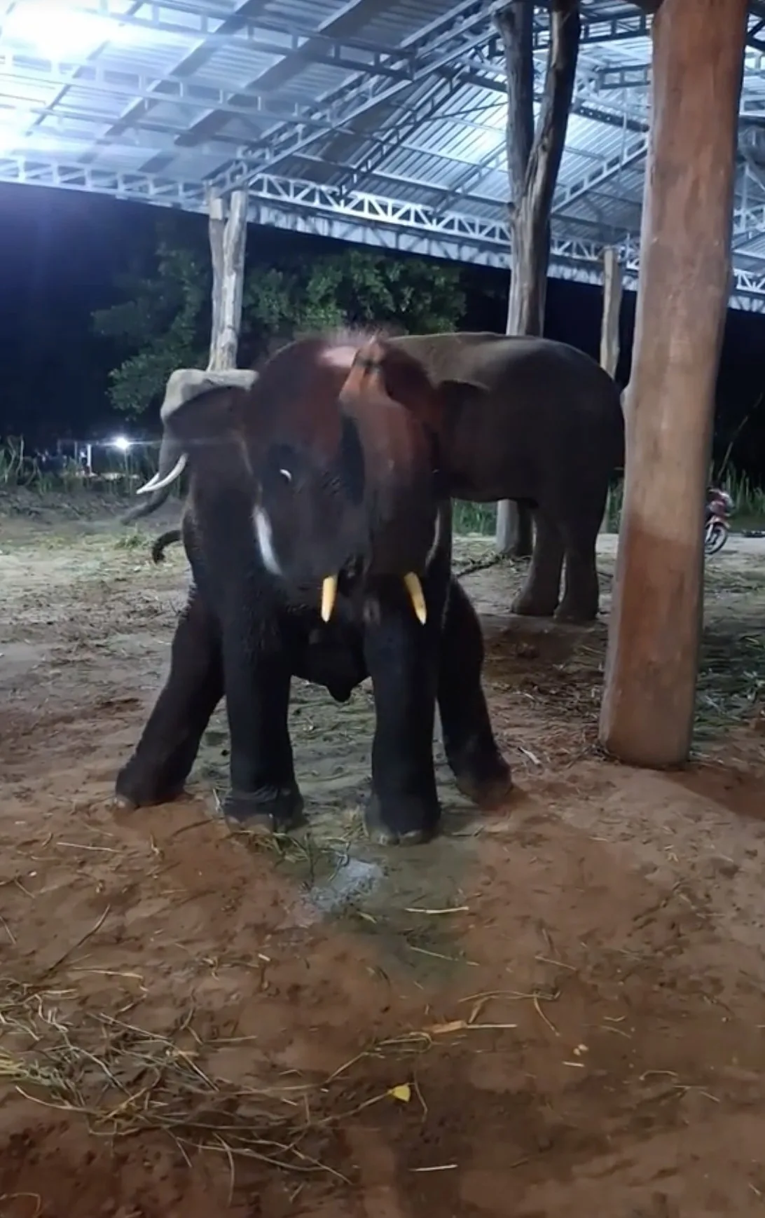 คลิป ช้าง น้องเพชรพันล้าน เต้น Tiktok