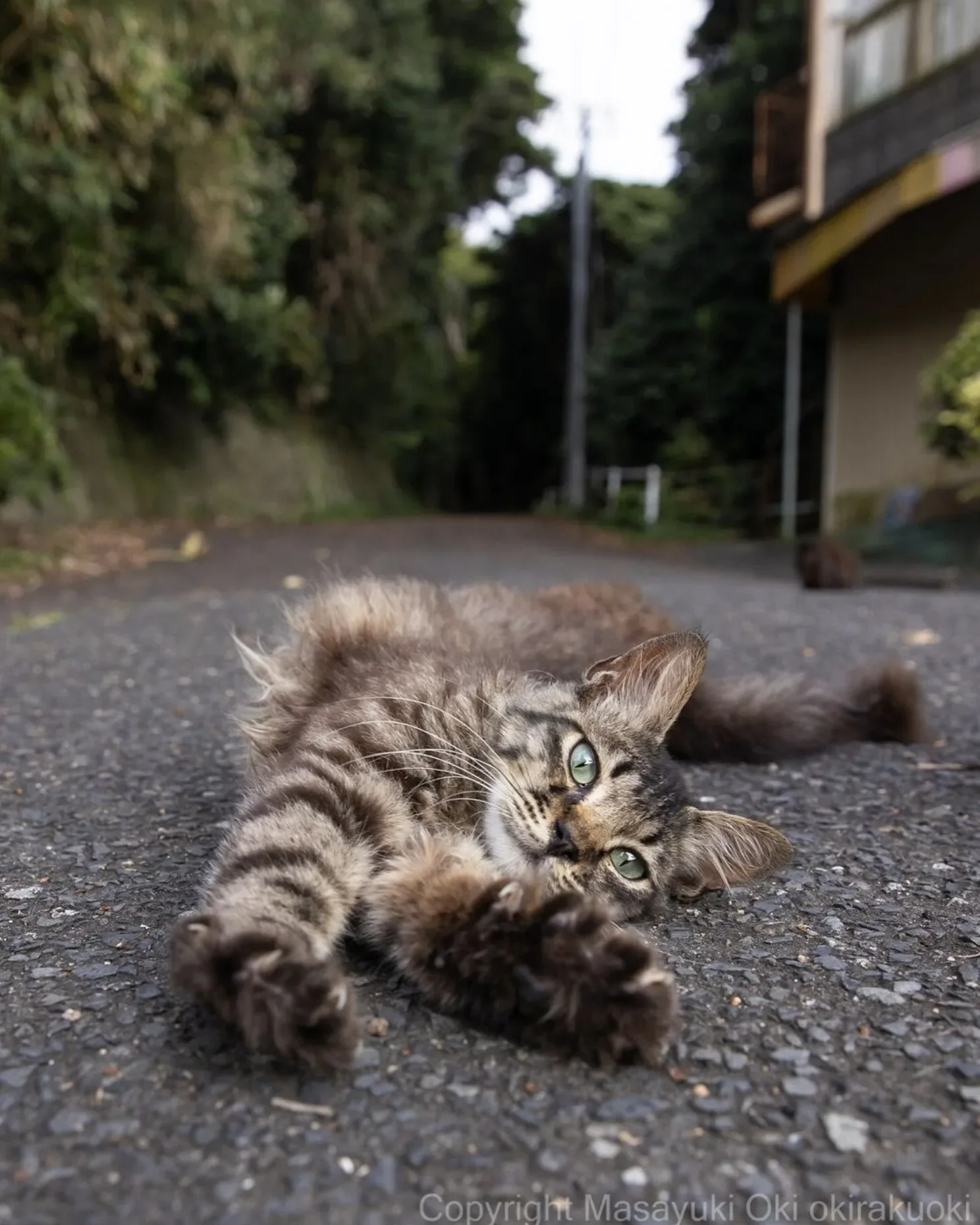 ภาพแมวจรจัด ช่างภาพชาวญี่ปุ่น Masayuki Oki