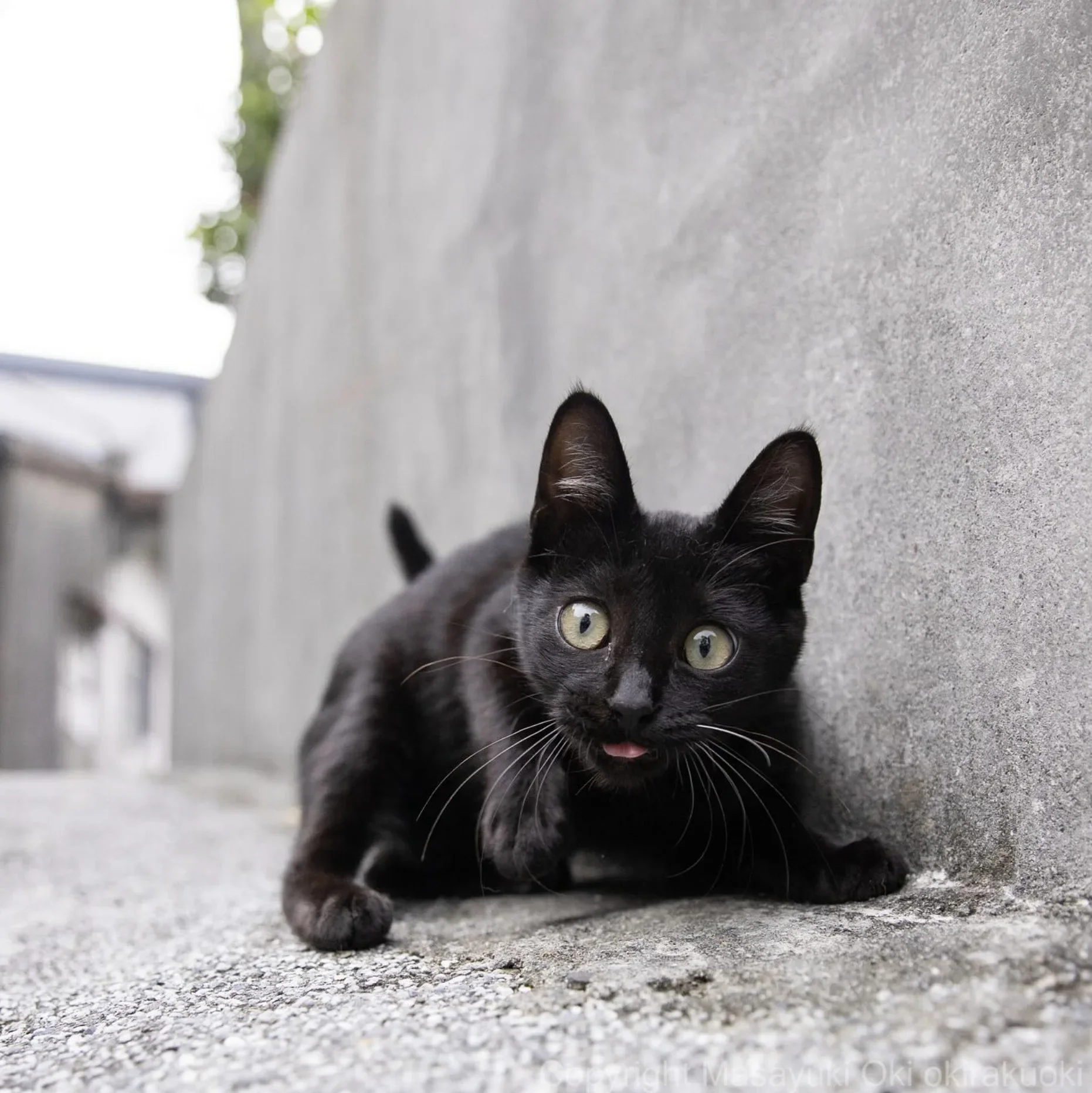 ภาพแมวจรจัด ช่างภาพชาวญี่ปุ่น Masayuki Oki