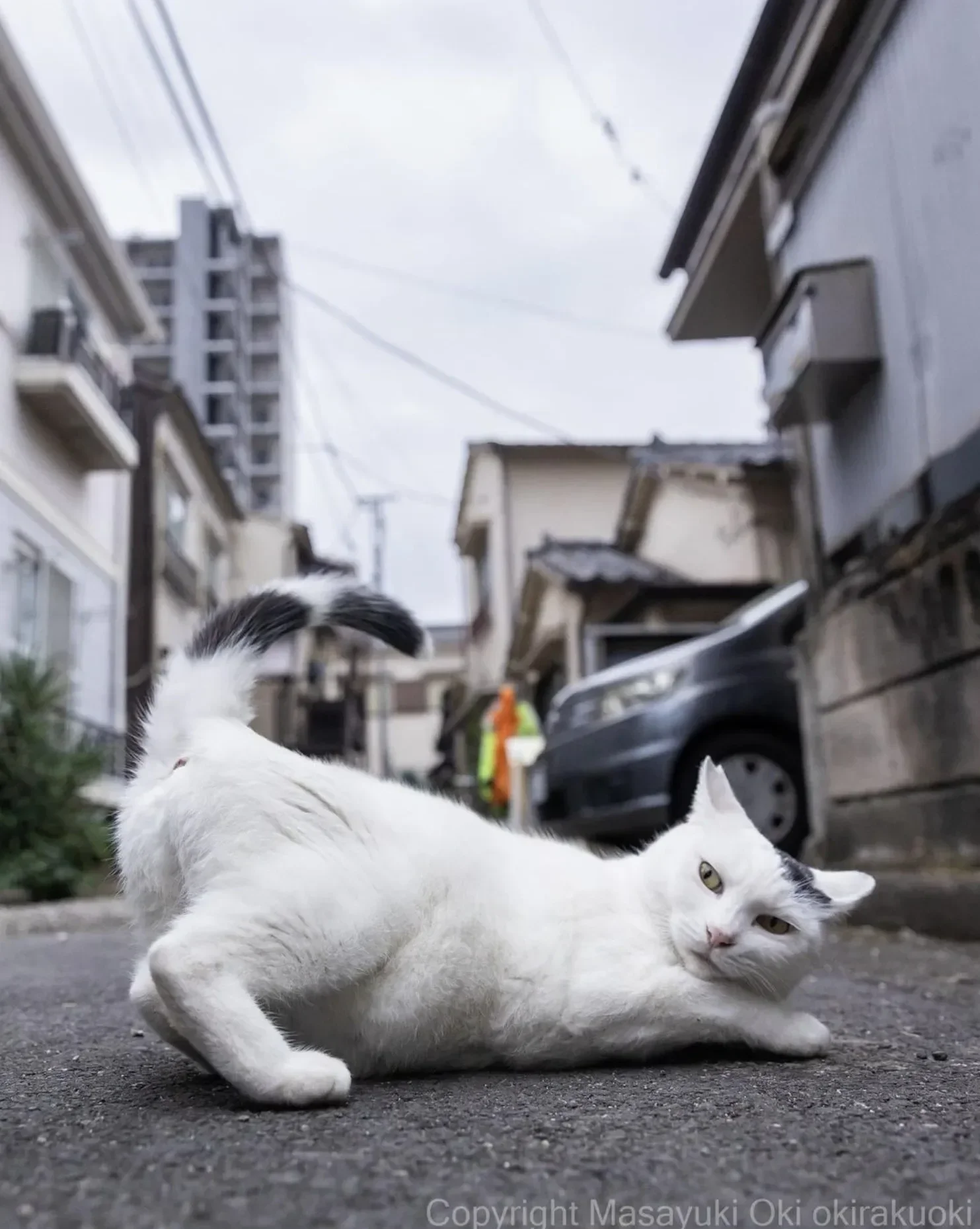 ภาพแมวจรจัด ช่างภาพชาวญี่ปุ่น Masayuki Oki