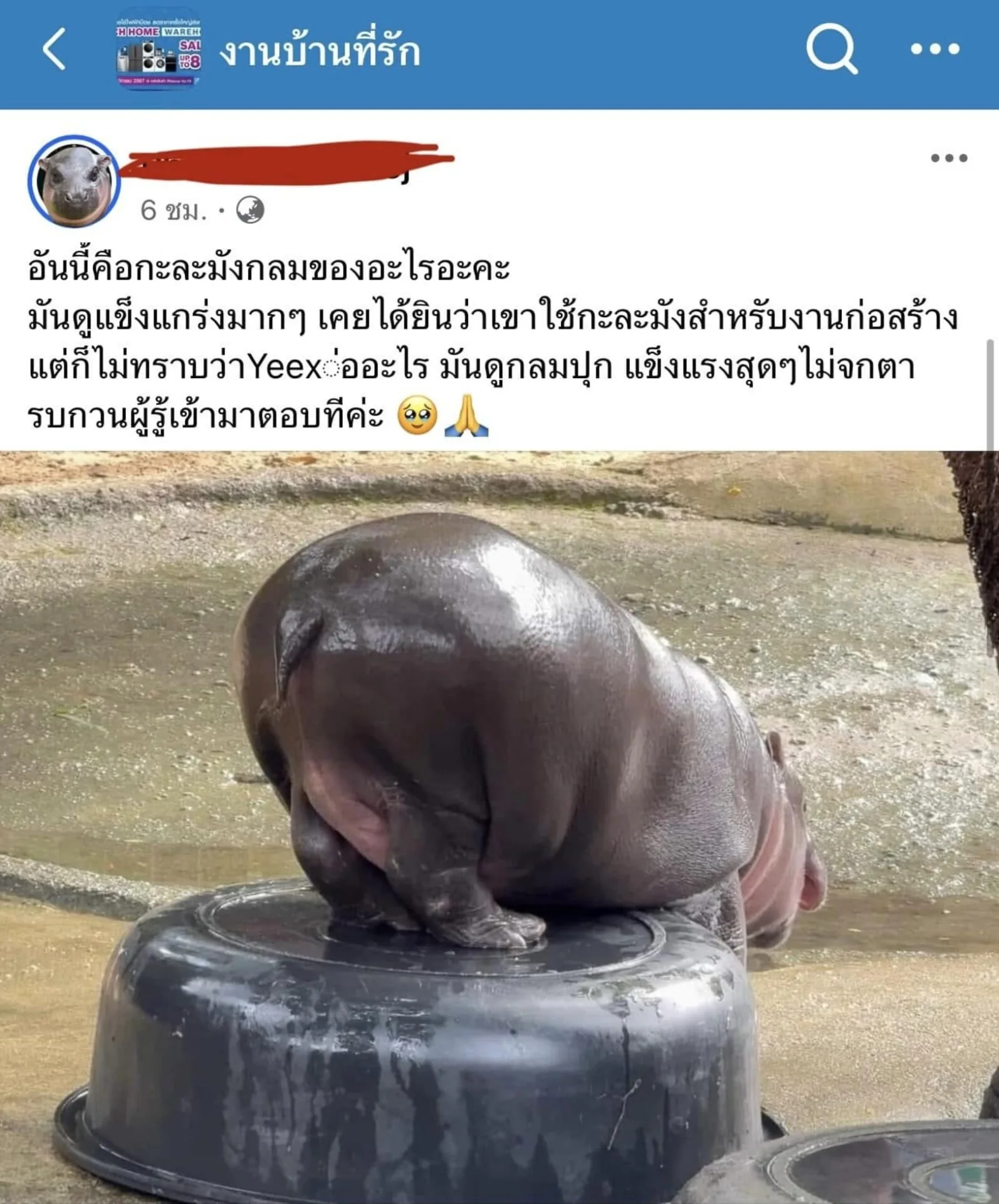 กะละมัง หมูเด้ง เหยียบแล้วไม่แตก