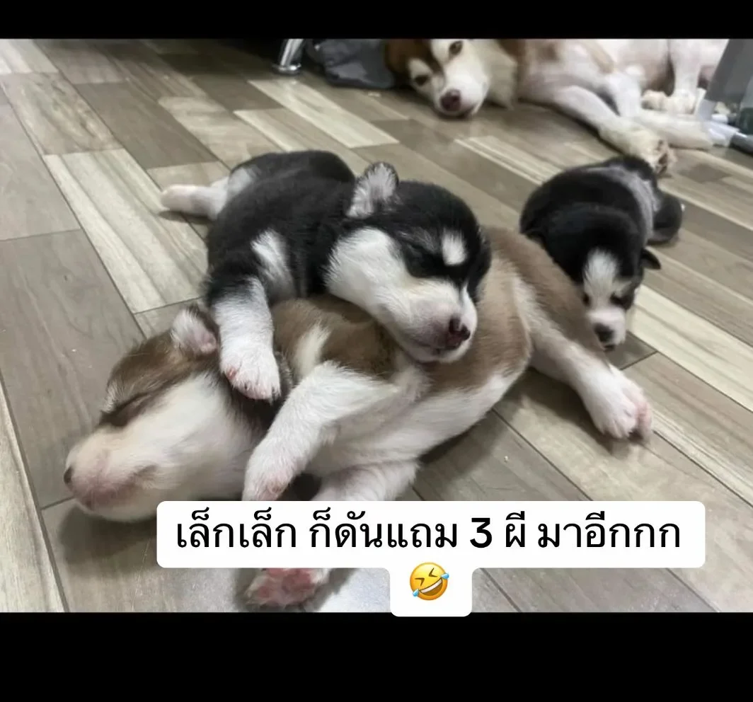 พาส่องภาพปัจจุบันของ &Quot;หมวยเล็ก&Quot; หรือ &Quot;เล็กเล็ก&Quot; น้องหมาไซถูกราดน้ำร้อน ล่าสุดเป็นไอ้ต้าวขนปุยสุดน่ารักจนจำเวอร์ชั่นเดิมแทบไม่ได้!