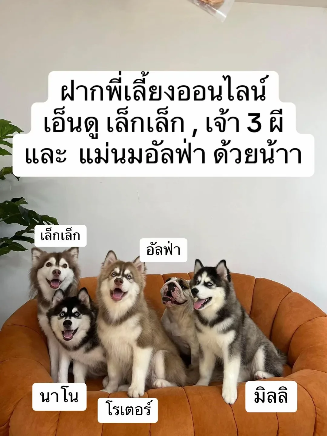 พาส่องภาพปัจจุบันของ &Quot;หมวยเล็ก&Quot; หรือ &Quot;เล็กเล็ก&Quot; น้องหมาไซถูกราดน้ำร้อน ล่าสุดเป็นไอ้ต้าวขนปุยสุดน่ารักจนจำเวอร์ชั่นเดิมแทบไม่ได้!