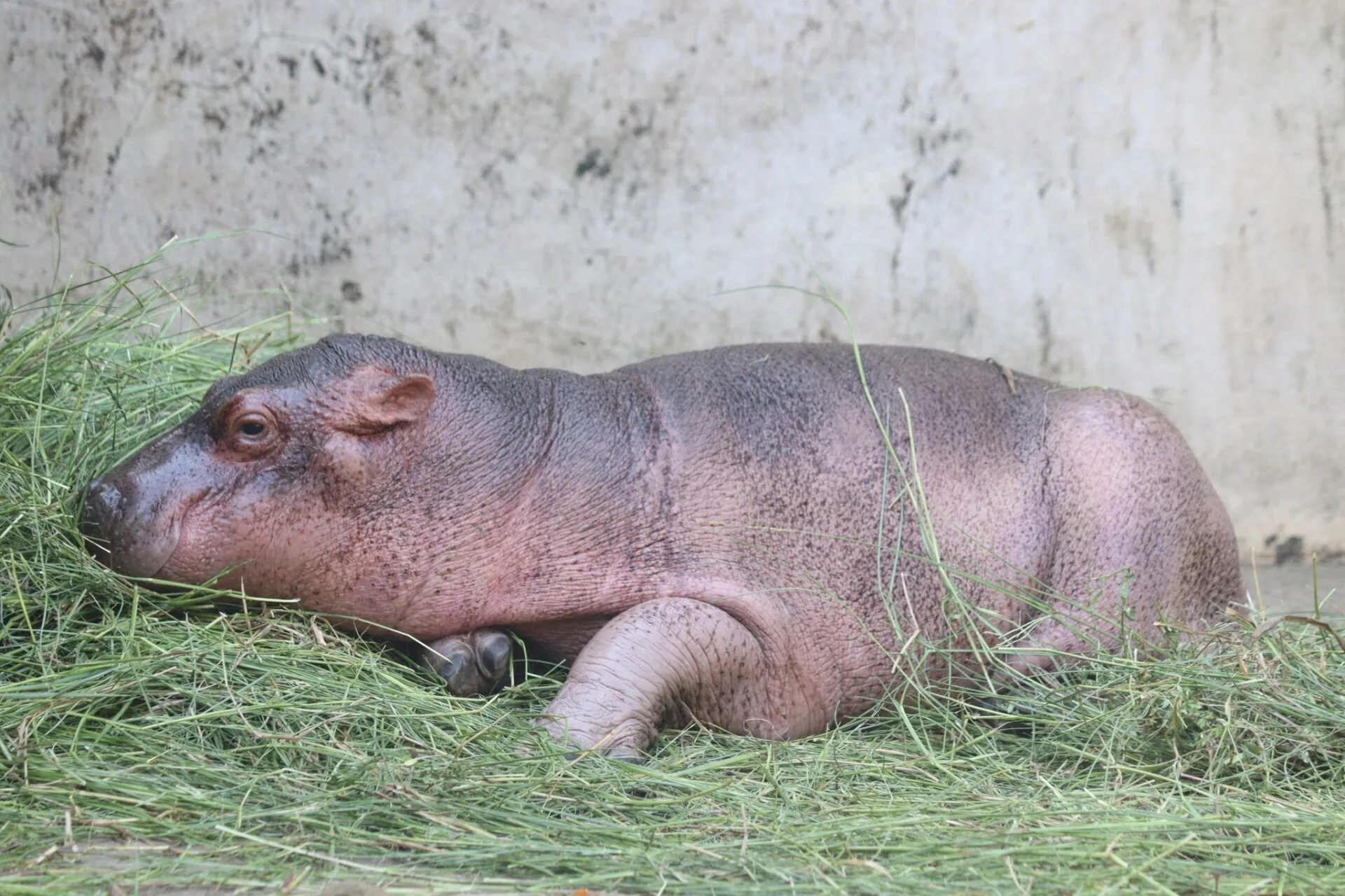 สวนสัตว์ศรีสะเกษได้ชื่อลูกฮิปโปขวัญใจชาวโซเชียลตัวใหม่แล้ว ชื่อว่า &Quot;น้องหอมแดง&Quot;