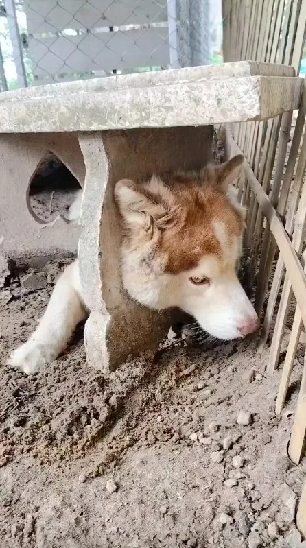 น้องไซสร้างเรื่องอีกแล้ว! สุนัขไซบีเรียน ฮัสกี้ เล่นสนุกจนหัวติดเก้าอี้หินอ่อน งานนี้เจ้าของต้องทุบเก้าอี้เพื่อเซฟน้อง