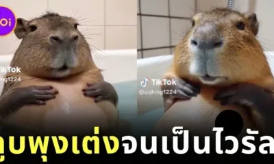 Ai Capibara fat tummy