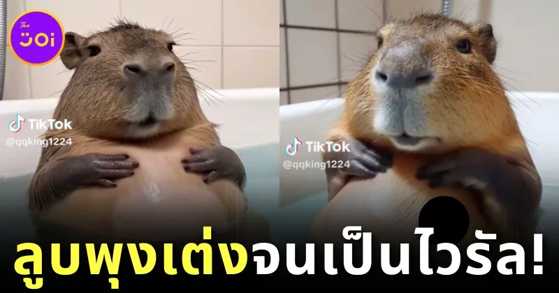 Ai Capibara fat tummy