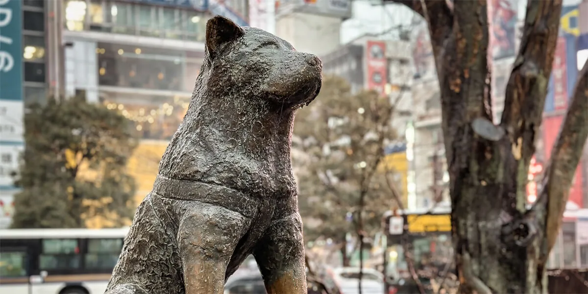 ร่างจริง "ฮาจิโกะ (Hachiko)" สุนัขยอดกตัญญูที่โด่งดังไปทั่วโลก แท้จริงแล้วอยู่ที่นี่!