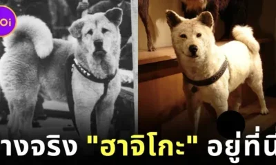 ร่างจริง "ฮาจิโกะ (Hachiko)" สุนัขยอดกตัญญูที่โด่งดังไปทั่วโลก แท้จริงแล้วอยู่ที่นี่!