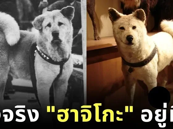 ร่างจริง "ฮาจิโกะ (Hachiko)" สุนัขยอดกตัญญูที่โด่งดังไปทั่วโลก แท้จริงแล้วอยู่ที่นี่!