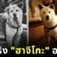 ร่างจริง "ฮาจิโกะ (Hachiko)" สุนัขยอดกตัญญูที่โด่งดังไปทั่วโลก แท้จริงแล้วอยู่ที่นี่!