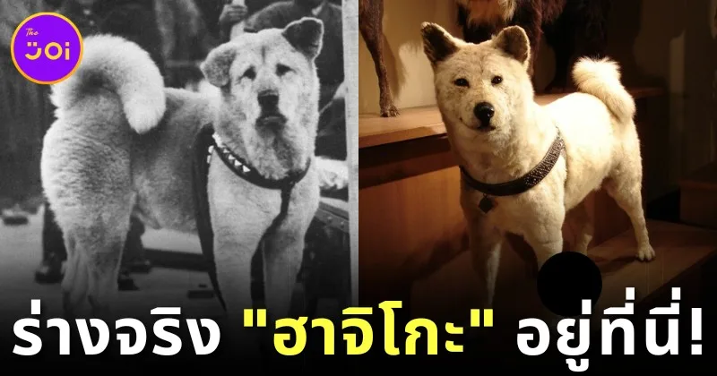 ร่างจริง "ฮาจิโกะ (Hachiko)" สุนัขยอดกตัญญูที่โด่งดังไปทั่วโลก แท้จริงแล้วอยู่ที่นี่!