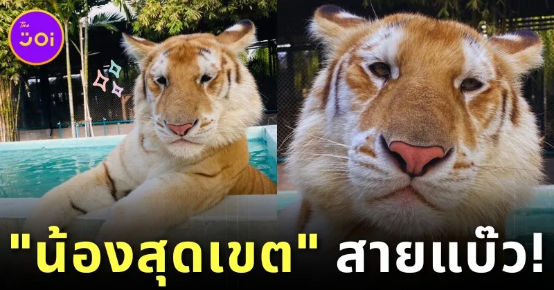 ดาวดวงใหม่เกิดขึ้นอีกแล้ว! "น้องสุดเขต" จาก "Tiger PARK Pattaya" เสือโคร่งสีทองหน้าแบ๊วตัวเดียวแห่งภาคตะวันออก