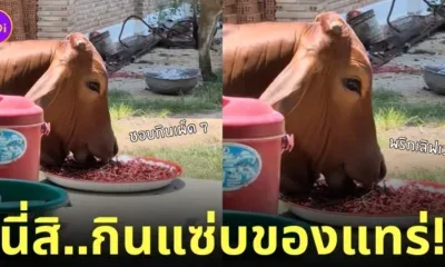 คลิปวัวกินพริกตากแห้ง tiktok