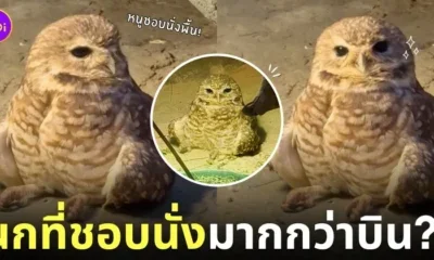 คลิปนกเค้าแมวนั่งจุ้มปุ้กทำหน้าง่วงอยู่กับพื้น TikTok