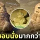 คลิปนกเค้าแมวนั่งจุ้มปุ้กทำหน้าง่วงอยู่กับพื้น Tiktok