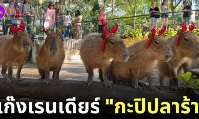 ซานต้า กะปิปลาร้า คาปิบาร่า สวนสัตว์เปิดเขาเขียว