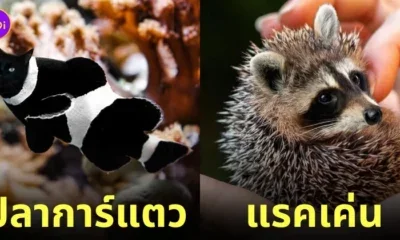 ภาพตัดต่อ Animal Hybrids สัตว์โลกผสมข้ามสายพันธุ์ Photoshop