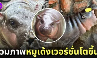 หมูเด้ง ลูกฮิปโปแคระ สวนสัตว์เปิดเขาเขียว