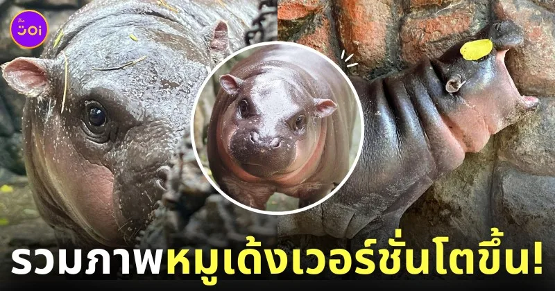 หมูเด้ง ลูกฮิปโปแคระ สวนสัตว์เปิดเขาเขียว