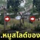 คลิป หมูสไลด์ Tiktok