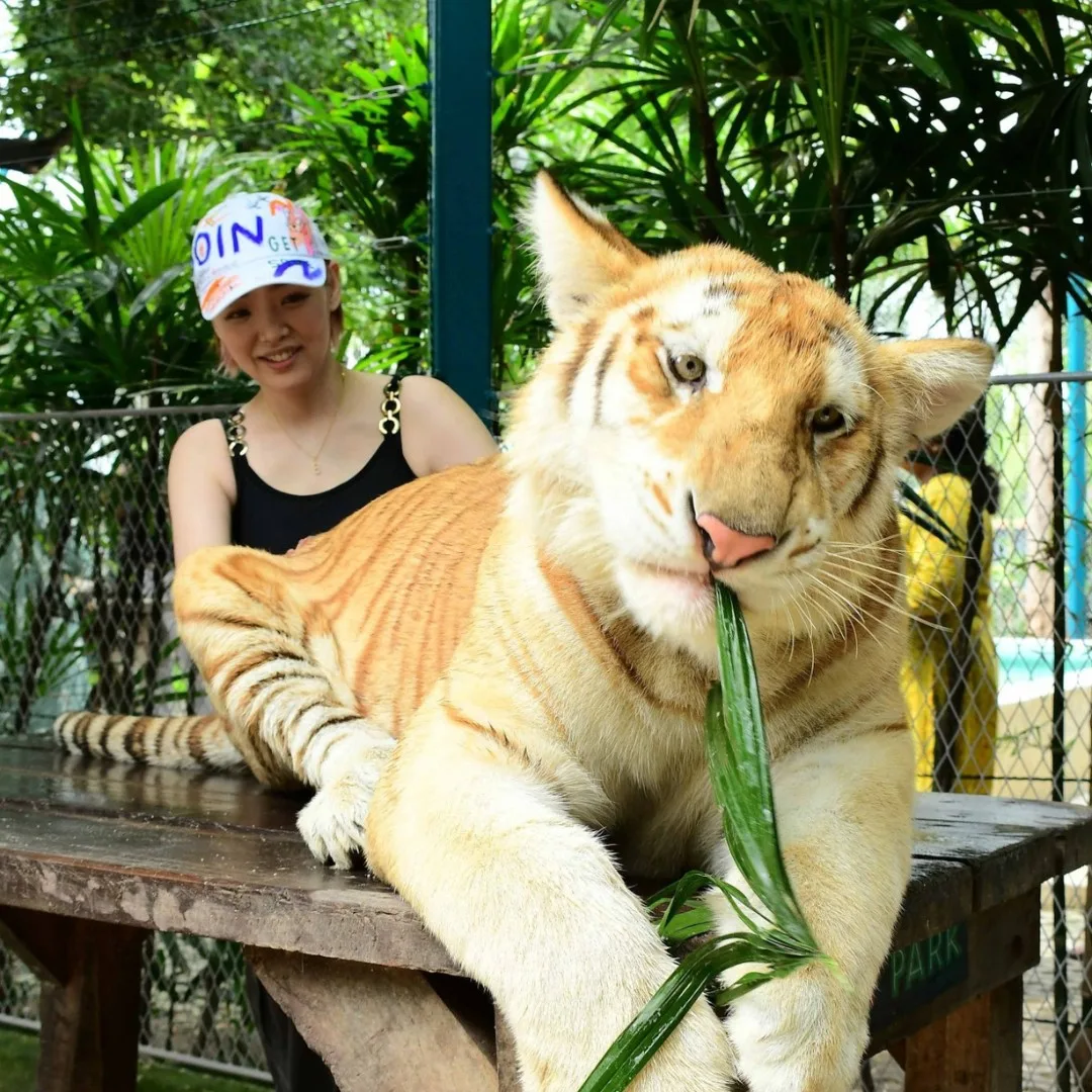 ดาวดวงใหม่เกิดขึ้นอีกแล้ว! "น้องสุดเขต" จาก "Tiger PARK Pattaya" เสือโคร่งสีทองหน้าแบ๊วตัวเดียวแห่งภาคตะวันออก