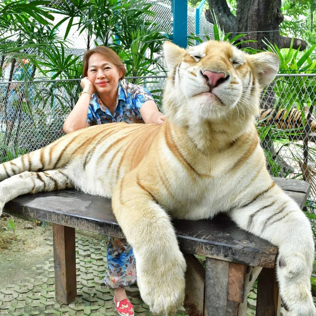 ดาวดวงใหม่เกิดขึ้นอีกแล้ว! "น้องสุดเขต" จาก "Tiger PARK Pattaya" เสือโคร่งสีทองหน้าแบ๊วตัวเดียวแห่งภาคตะวันออก