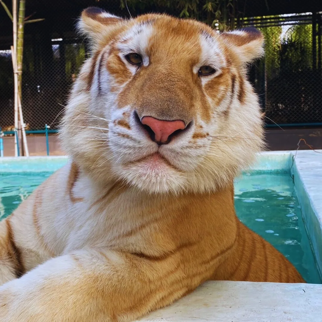 ดาวดวงใหม่เกิดขึ้นอีกแล้ว! "น้องสุดเขต" จาก "Tiger PARK Pattaya" เสือโคร่งสีทองหน้าแบ๊วตัวเดียวแห่งภาคตะวันออก