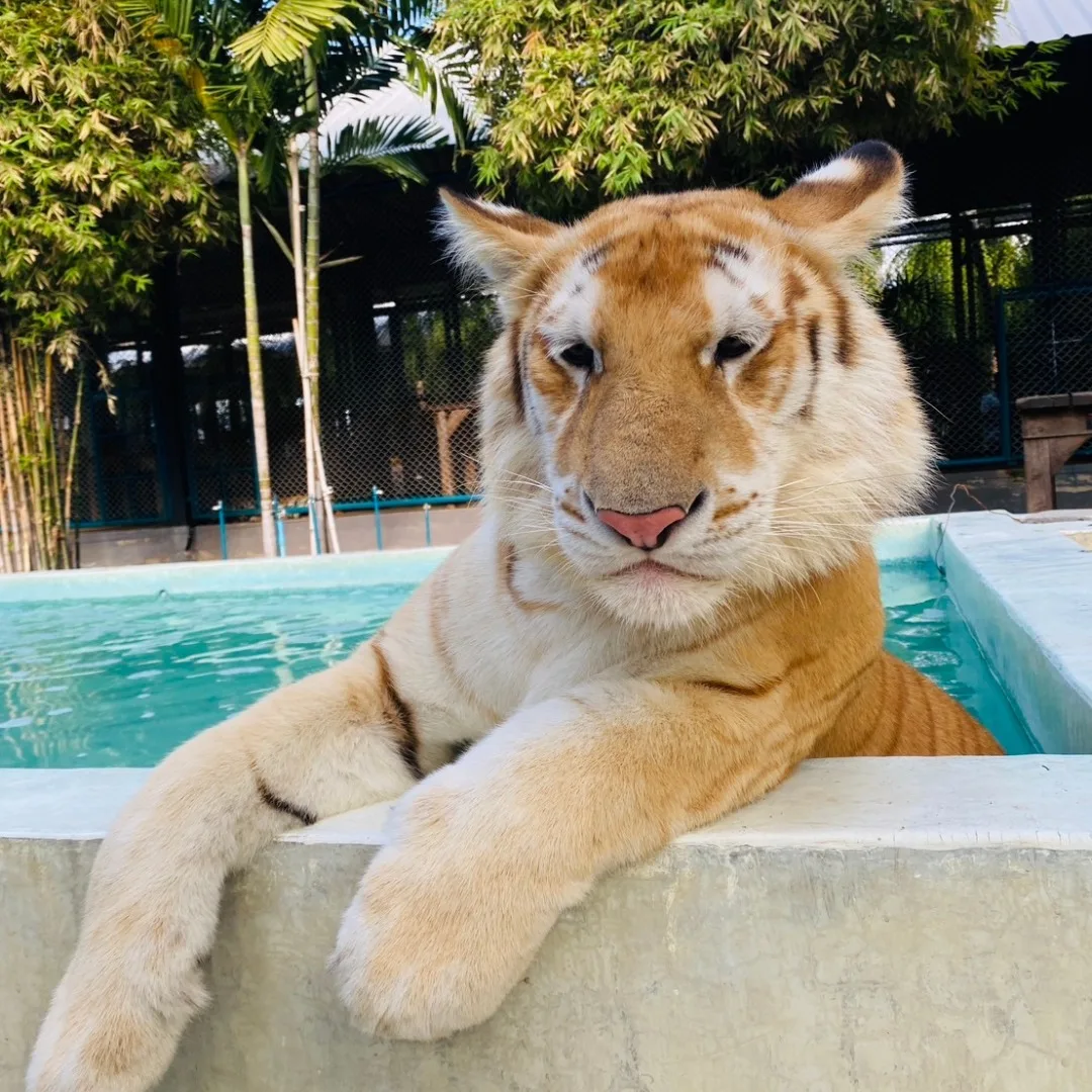 ดาวดวงใหม่เกิดขึ้นอีกแล้ว! "น้องสุดเขต" จาก "Tiger PARK Pattaya" เสือโคร่งสีทองหน้าแบ๊วตัวเดียวแห่งภาคตะวันออก