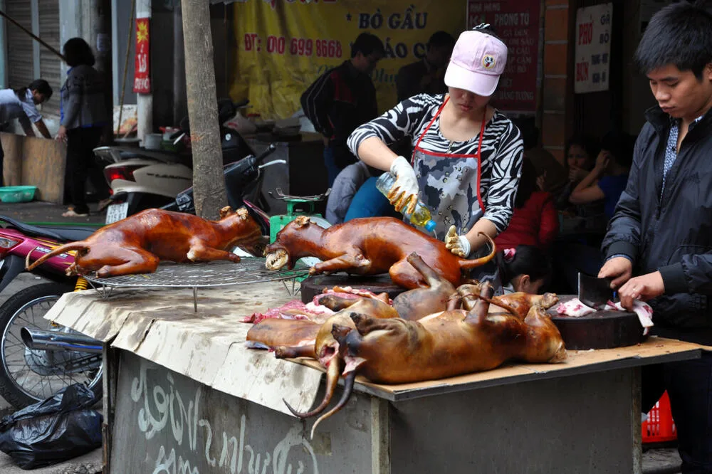 หนุ่มเวียดนามเจ้าของร้านขายเนื้อสุนัขและแมวเสียชีวิตในวัย 33 ปี หลังติดเชื้อพิษสุนัขบ้า