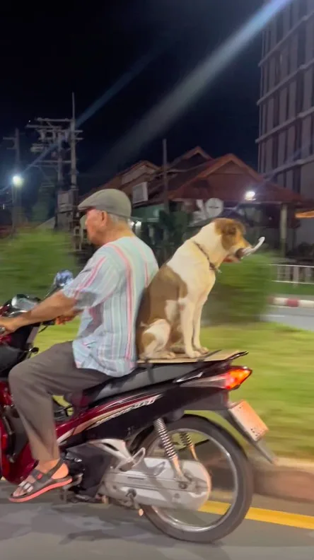 สุนัขไทยแสนรู้ช่วยคาบร่มเจ้านายระหว่างซ้อนท้ายจักรยานยนต์กลับบ้านกลายเป็นไวรัลบน &Quot;Tiktok&Quot;