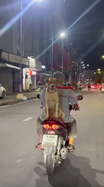 สุนัขไทยแสนรู้ช่วยคาบร่มเจ้านายระหว่างซ้อนท้ายจักรยานยนต์กลับบ้านกลายเป็นไวรัลบน &Quot;Tiktok&Quot;